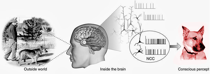 koch color diagram.jpg