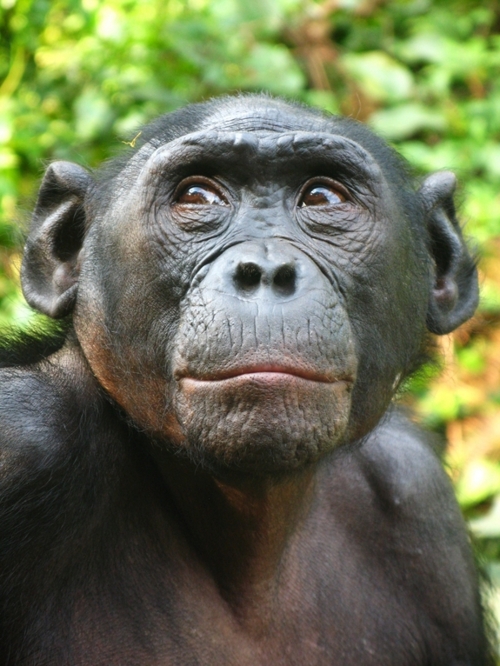 female bonobo c338fc8d7f2e0c3029fc521fbca9fac8.jpg