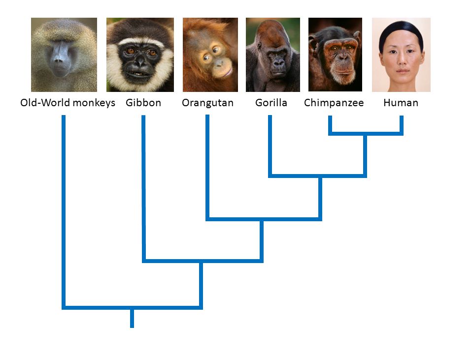 Old-World+monkeys+Gibbon+Orangutan+Gorilla+Chimpanzee+Human.jpg